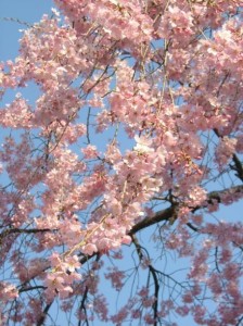 cerisiers-en-fleur-avenuedujapon