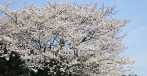 cerisiers-en-fleur-avenuedujapon-3