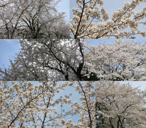 cerisiers-en-fleur-avenuedujapon-4