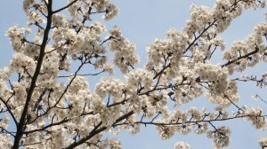 cerisiers-en-fleur-sakura-avenuedujapon-2