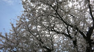 cerisiers-en-fleur-sakura-avenuedujapon
