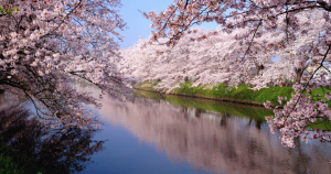 cherry-blossom-sakura-avenuedujapon